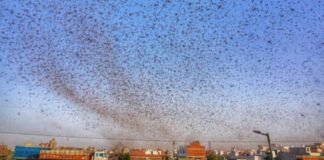 Locust-party-attacke