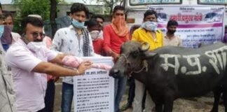 Betul-MP-Government-writing-on-Buffalo