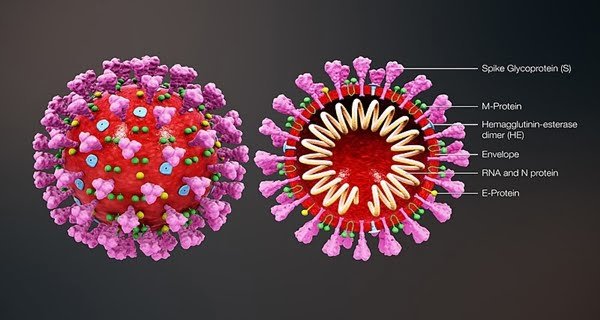 coronavirus_structure