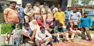 smagling of snakes and owl