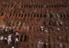 Brazil covid deaths