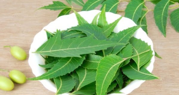 Desi Neem