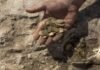 Gold coins of early Islamic period found in Israel