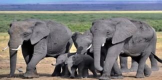 Elephant group