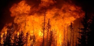 forest fire in America