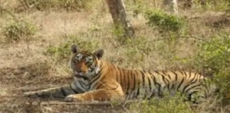 Tigress-MT-4-Update-Final