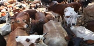 cattle slaughter