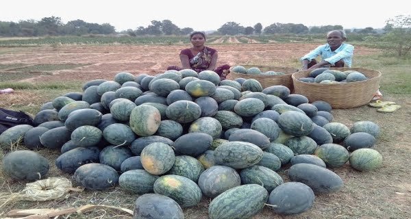 	Watermelon Harvesting