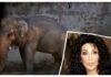 lone elephant and Cher