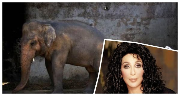 lone elephant and Cher