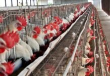 Bird flu in nine districts of Maharashtra