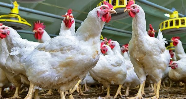 Bird flu in nine districts of Maharashtra