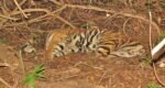 Tigress Found Dead
