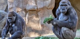 gorillas infection confirmed