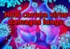 How coronavirus damages lungs