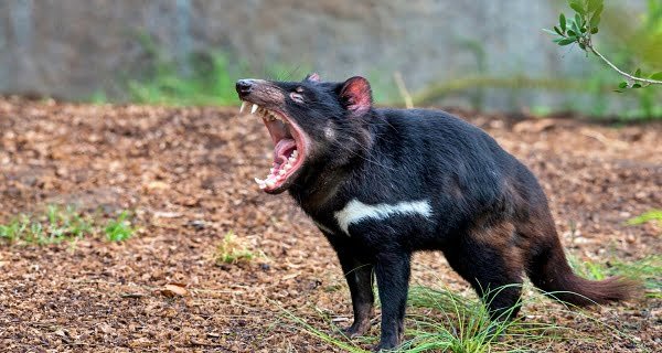 Tasmanian devil