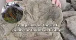 110 million years old, footprints of the last dinosaur found in Britain Dinosaurs-Footprint