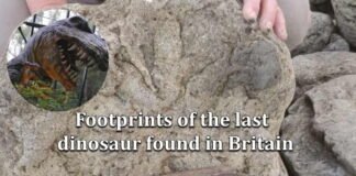 Dinosaurs-Footprint