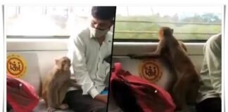 Monkey came in Delhi Metro