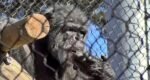Oldest male chimpanzee dies at San Francisco Zoo