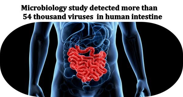 more than 54 thousand viruses in human intestine