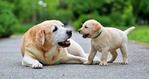 pet dogs