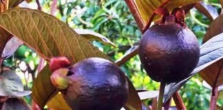 Bihar Agricultural University develops black guava
