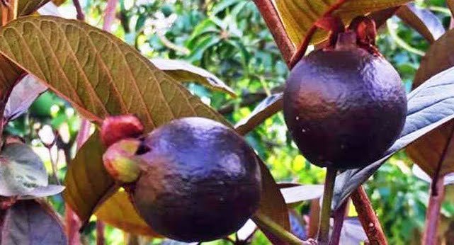 Bihar Agricultural University develops black guava