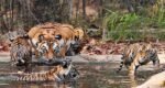 counting of tigers