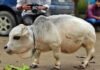 Rani world's smallest cow