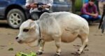 Rani world's smallest cow
