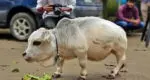 Rani became world’s Shortest cow, after her death, her name entered the Guinness Book Rani world's smallest cow