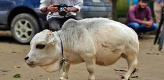 Rani world's smallest cow