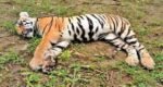 Tiger deaths