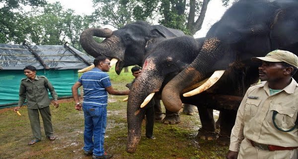 Elephant Rejuvenation Camp