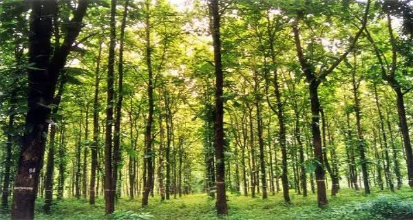 Forest Conservation Act Forest Conservation Act