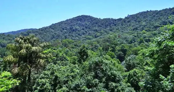 Forest-Conservation-Act1 | PalPal News Hub | Latest National, Technology, and Astrology News