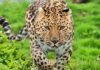 Leopard terror in Mumbais Goregaon