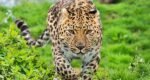 Leopard terror in Mumbais Goregaon