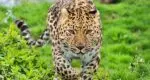 Leopard terror in Mumbais Goregaon