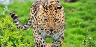 Leopard terror in Mumbais Goregaon