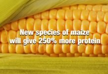 New species of maize
