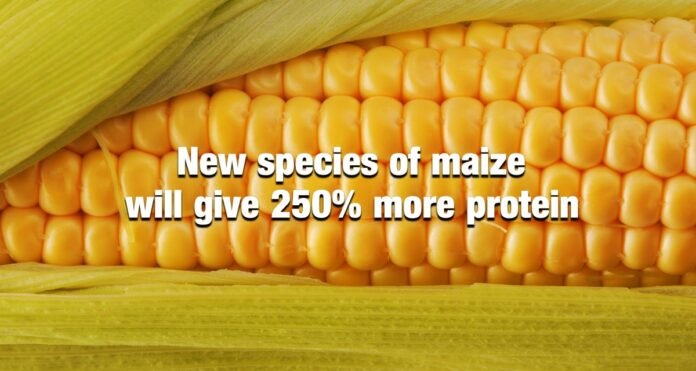 New species of maize