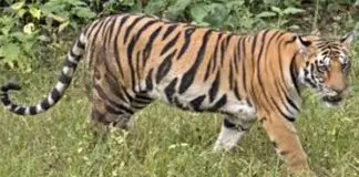 Tiger Assessment MP