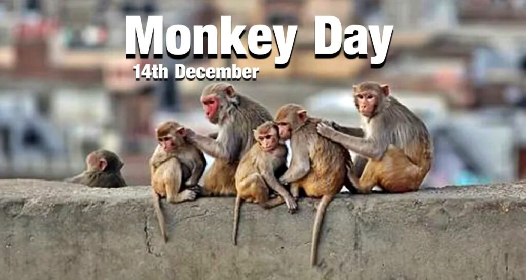 Monkey day