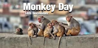 Monkey day