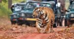 Tiger Reserves of Madhya Pradesh