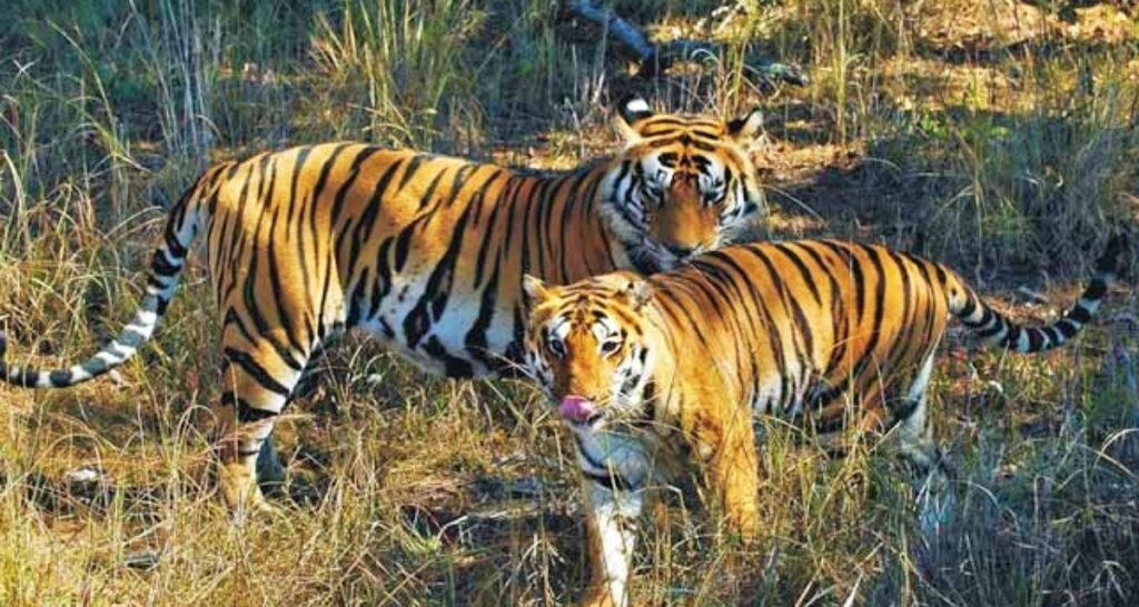 Tiger population