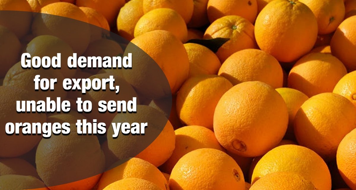 Good demand for export, unable to send oranges this year