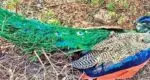 Carcasses of peacock found in the forest of Vidisha district